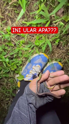 Does anyone know what kind of snake this is???