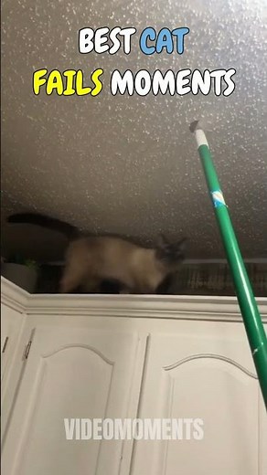 Proof that cats are actually extremely clumsy 😂