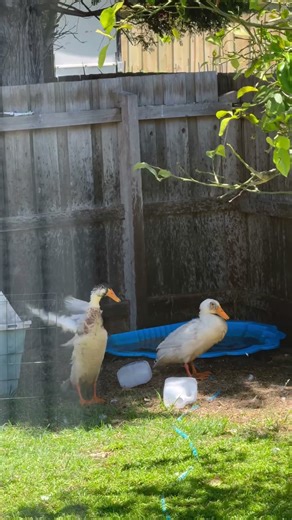 Splish splash duck bathing