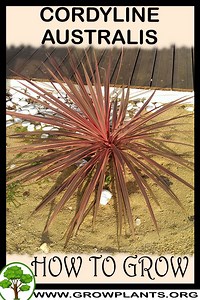 Cordyline australis - How to grow & care