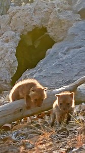 111K views · 3.5K reactions | Newborn Jackal Pups Leave Den For The First Time - Brendan Vorster | Cute Tings | Facebook