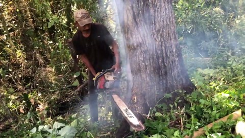 Expertly Turning Raw Trees into Sleek Timber Pieces