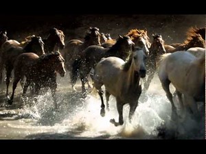horses live wallpaper