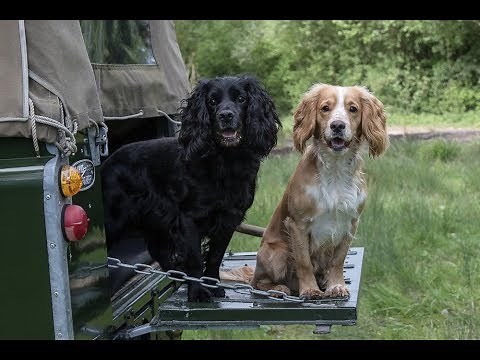 Rough Shooting with Cocker Spaniels