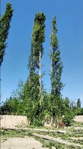 Cutting Down to Size: The Art of Tree FellingVideo Description: