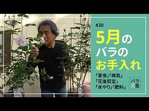 #30 Caring for Roses in May [How to Grow Roses: May]