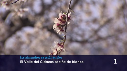 Los almendros ya florecen en el Valle del CIdacos