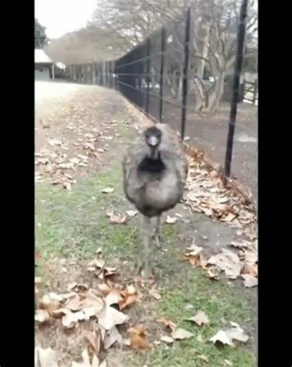 Furious Emu Wildlife Encounter
