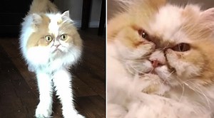 This Angry-Looking Persian Is Being Called The New Grumpy Cat