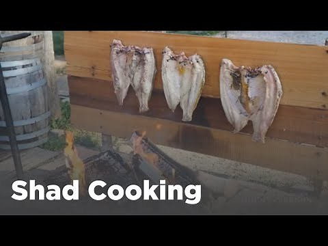 18th-Century Shad Cooking