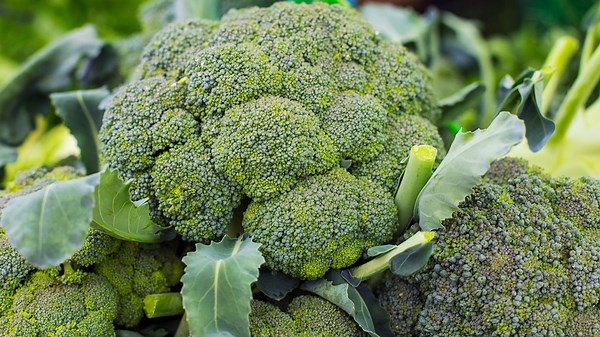 Amazing Process of Harvesting 1,000,000 Tons of Broccoli Annually