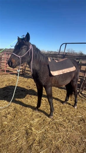 The girls wanted to do groundwork today so that’s what we did! Mia was a star! She did fantastic as they learned how to do some basic groundwork and that the string wasn’t as easy to flick as you’d think 😂 Didn’t get what you wanted for Christmas? This dream filly is 💫AVAILABLE💫 | Rockin N R Bar Ranch