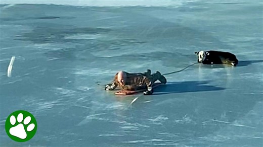 Mother begs heroic man to rescue her calf