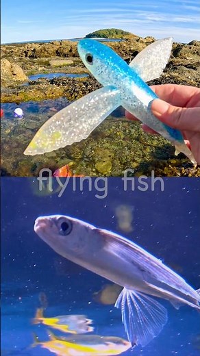 Learn Sea Animal Names for Kids to Learn by the Island: Flying Fish Whale Turtle Crab Squid