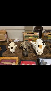 I've read that the castoroides (giant beaver) was the approximate size of a black bear. This is my castoroides skull with a 250lb black bear skull on the left and a trophy African lion on the right. #fossilhunting #pleistocene #Iowa #fossil | Bison Bison Paleo Fossils