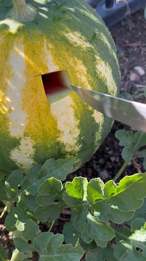 Check watermelon #growyourownfood #vegetables #fyp #watermelon | GrowwithChea