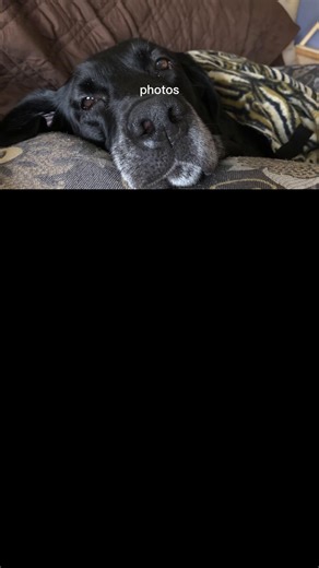 Coping with Pet Loss: Remembering Our Beloved Dogs