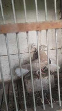 combine fantail pigeon chicks vs tapel #pigeon #pigeonlovers #pigeonbreeding