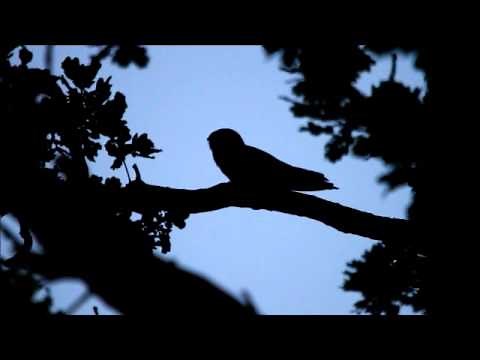 Nightjar calling