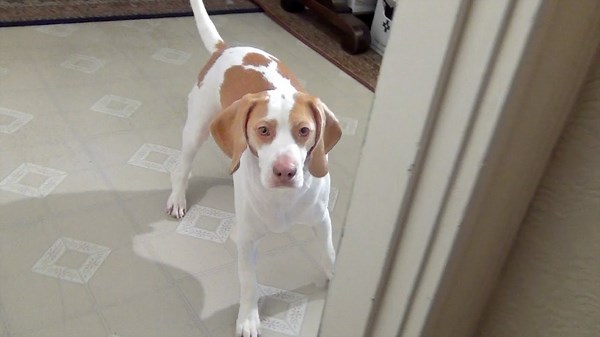 Cute Dog Plays Hide & Seek: Cute Dog Maymo