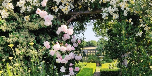 The 5 best climbing plants to transform your garden (and one not to bother with)