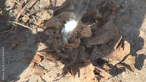 Man Lighting a Fire with a Magnifying Glass, Making a Fire with a Magnifier Stock Video