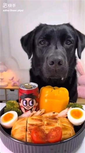 Cute Dog Waiting for Food 🐶🍤 | Funny Pet Eating Moment 😍 #shorts #viralshorts