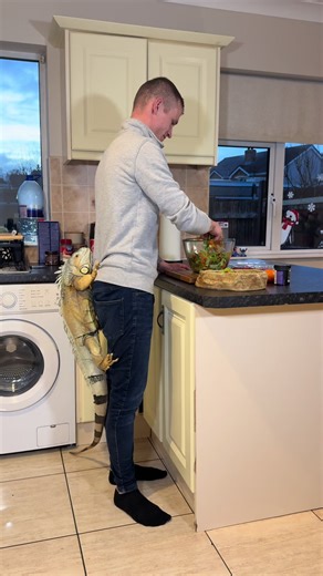 What’s for dinner dad 🥗 | Bearded Dragon