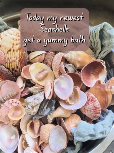 this is how I get my seashells looking. absolutely beautiful! #seashells #shelling #howto #cleaningshells #shellbath