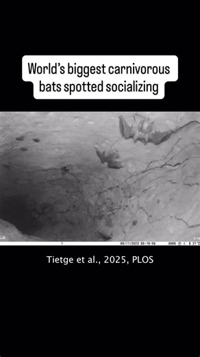 Researchers have found evidence that some especially large bats forage in groups—and display affectionate greetings to one another. Spectral bats were observed engaging in a hug-like motion, offering food to younger members of the colony and, in “the most endearing behavior” spotted, “forming a tight cuddle-ball when falling asleep.” | Popular Science