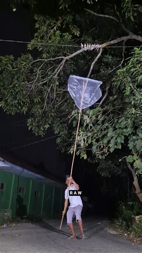 catching wild turtle doves using plastic #fyp #hewan #explore #nature #shortvideo