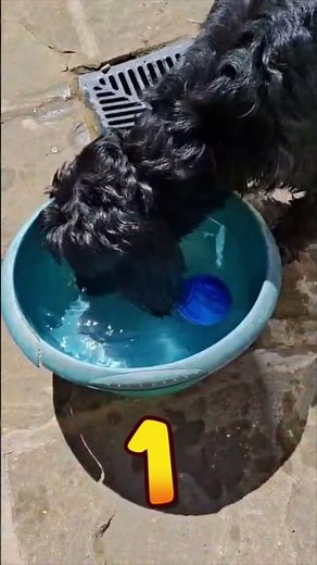 How Many BALLS Can Tapridog Get?! 🥎 #shorts