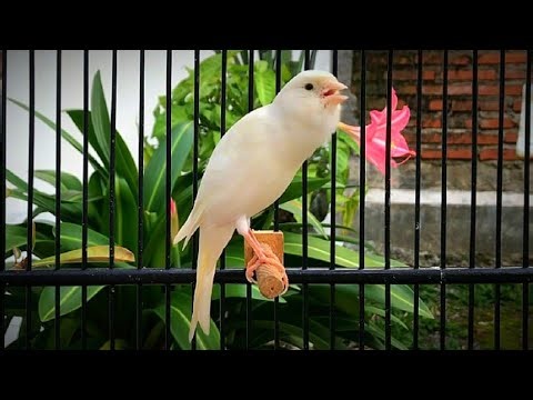 Effective Canary Training Methods for Beginners!! The Best Belgian Canary Singing