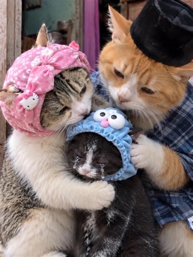 Anak Kucing Lucu Didadanin Pakai Kalung Biar Mau Main