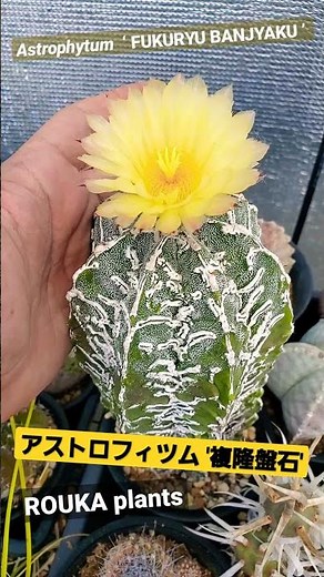 [Astrophytum] Astrophytum 'Fukutyubanseki' [ROUKA plants] [Succulent/Cactus] [Gardening] #shorts