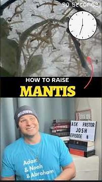 How to Raise a Praying Mantis 🐞🌿 Easy Care Guide! #insects #pets #buglover #prayingmantis