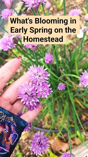 What's Blooming in Early Spring on the Homestead