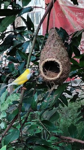 #nature #relaxing #bird #foryou #xh #animals