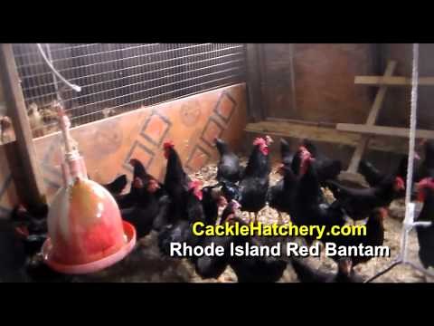 Rhode Island Red Bantam Chicken Breed (Breeder Flock) | Cackle Hatchery