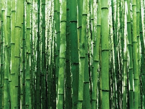 How Fast Does Bamboo Grow