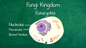 The 5 Kingdoms in Classification | Biology for All | FuseSchool