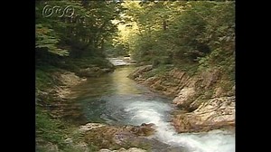 森を流れるきれいな川 | NHK for School