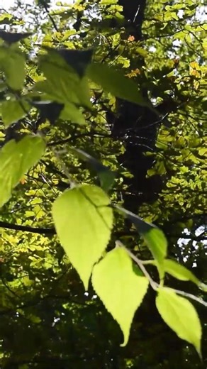 PEACEFUL WINDY FOREST #shorts #naturesounds #natureambience #relaxing #stressrelief #peaceful #asmr