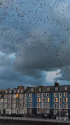 It’s officially starling season. 🌅 | Royal Pier