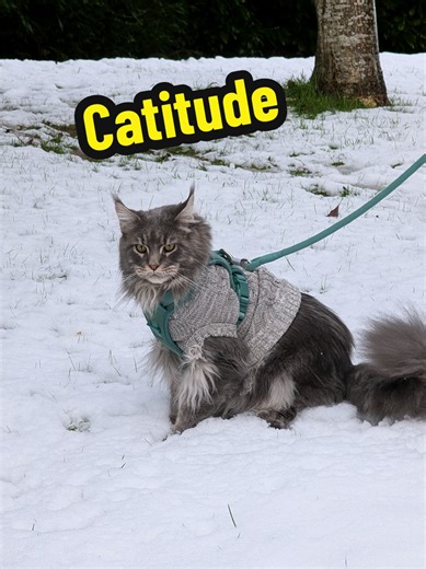 Replying to @whatdollydoes I'm not sure Simba rules the house but he definitely has attitude lol #catitude #maincoon #maincoonlovers