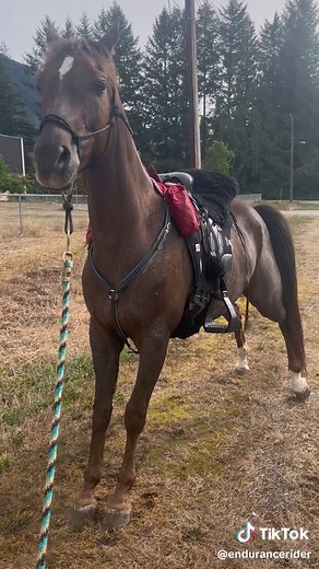 Training My Horses to Pee on Command for a Clean Trailer