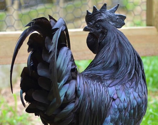 Ayam Cemani Chicken: Totally Black Inside and Out - Backyard Poultry