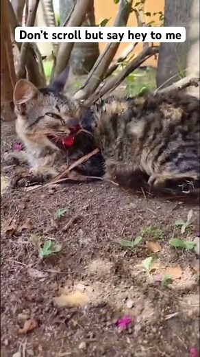 #heyman #catshorts Trying to rise above to make there’s life better