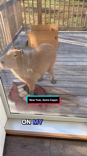 Cuddle Time with Capybaras: New Year Adventures