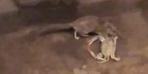 NYC subway rat spotted carrying a whole crab through station